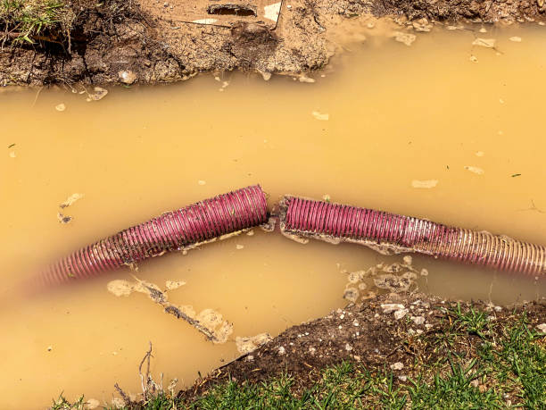 Best Mold removal after water damage  in Lumbine, CO